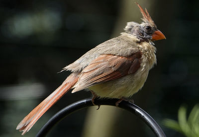 Northern cardinal in the molting season