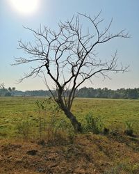 Bare tree on field against sky