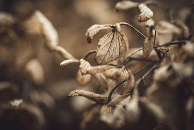 Close-up of dried plant