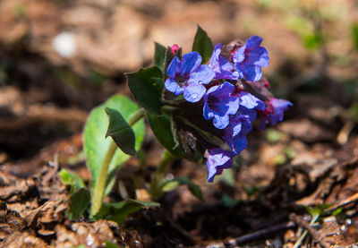 Close-up of purple flowering plant