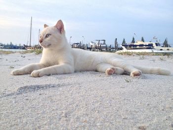 Close-up of dog lying on beach