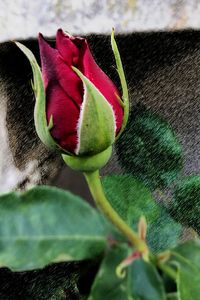 Close-up of red rose