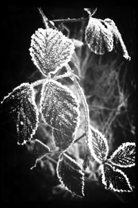 Close-up of leaves