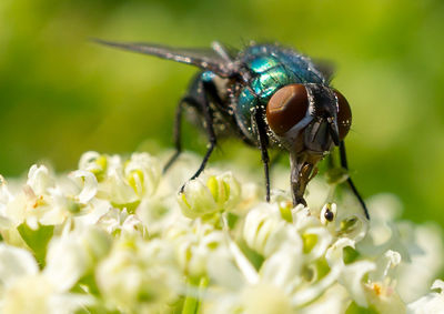 Close-up of insect on flower