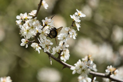 Close-up of bee on white flower