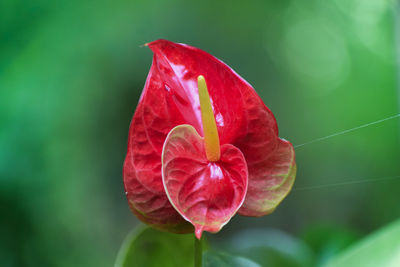 Close-up of red rose flower