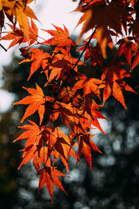 Close-up of maple leaves on tree