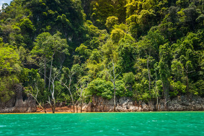 Scenic view of swimming pool by trees in forest