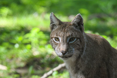 Portrait of cat on land