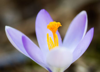 Close-up of purple crocus flower