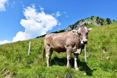 Cow standing on field against sky