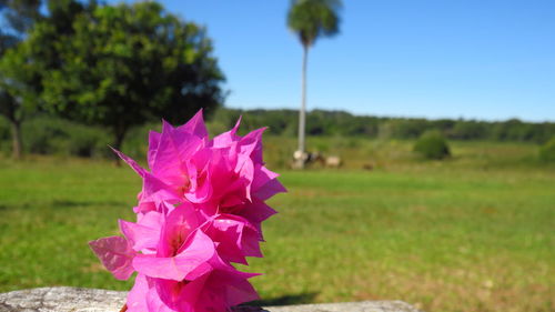 Close-up of pink flowering plant on field