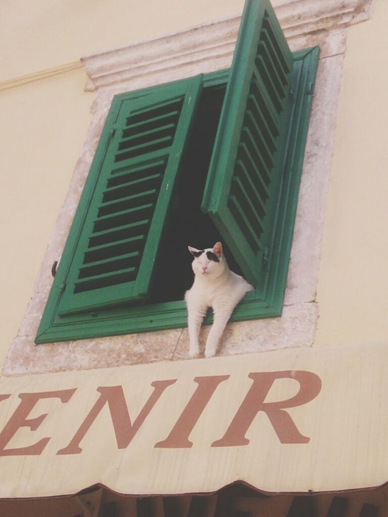 pets, one animal, building exterior, architecture, domestic animals, animal themes, built structure, mammal, window, dog, domestic cat, cat, low angle view, portrait, looking at camera, outdoors, building, wall - building feature, day, feline