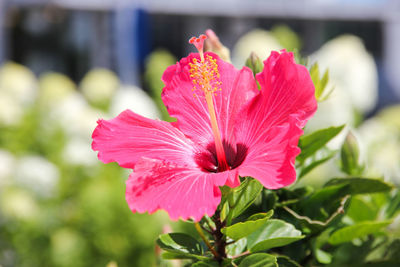 Close-up of pink hibiscus blooming outdoors