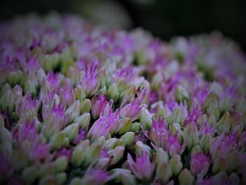 Purple flowering plants