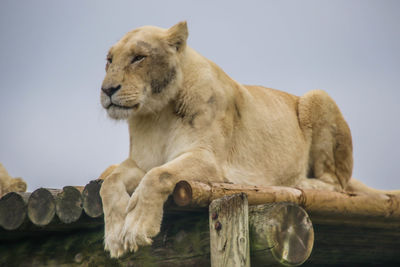 Low angle view of a lion looking away