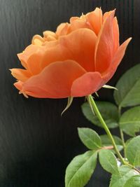 Close-up of orange rose flower