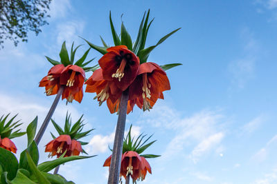 Low angle view of red flowering plant against sky