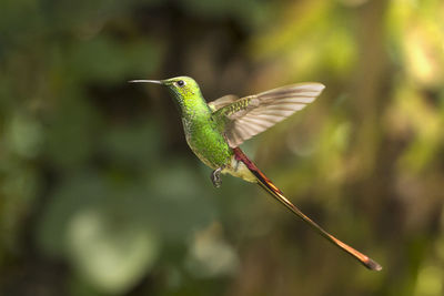 Close-up of a bird flying