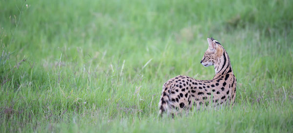 Server cat in the grassland of the savannah in kenya
