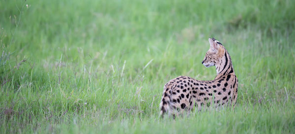 View of a cat on field