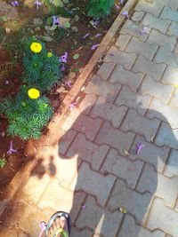 Close-up of flower on footpath