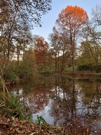 Reflection of trees in lake