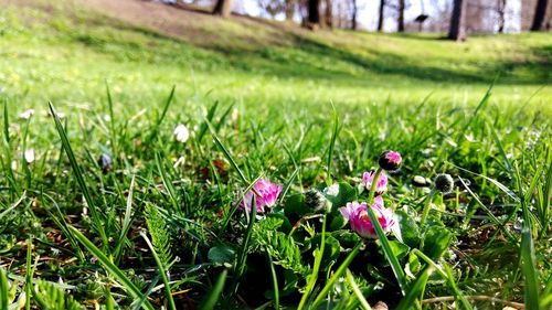 Close-up of pink crocus flowers on field