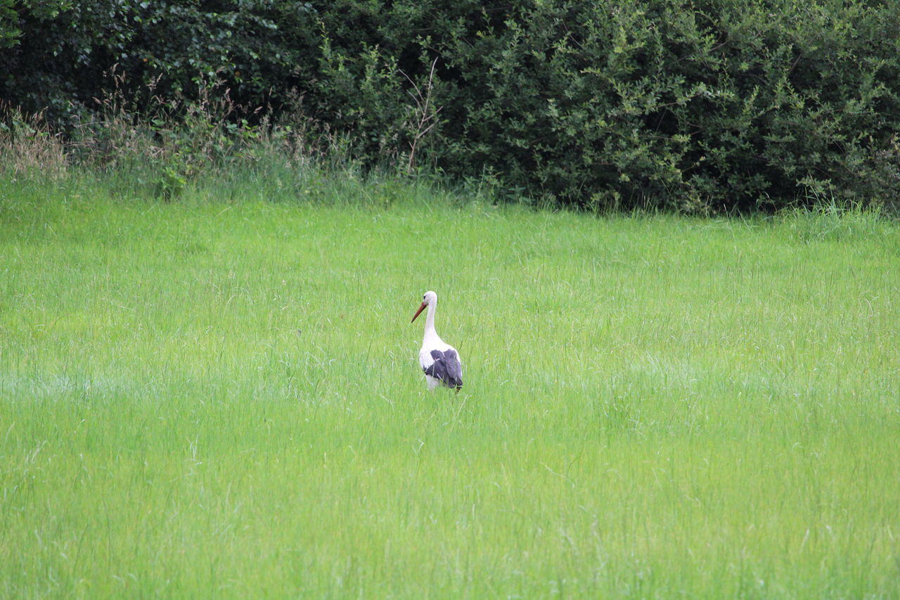 plant, animal themes, animal, grass, green, one animal, bird, wildlife, animal wildlife, meadow, nature, land, pasture, field, growth, grassland, day, no people, prairie, lawn, beauty in nature, outdoors, tree