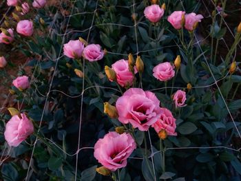 Close-up of pink flowers blooming outdoors