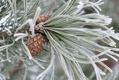 Close-up of pine cone on tree during winter