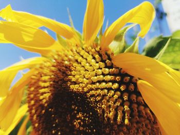 Close-up of sunflower