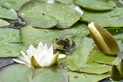 Close-up of frog on leaves in lake
