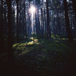 Trees in forest