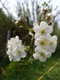 Close-up of white blossom