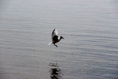 Bird flying over lake