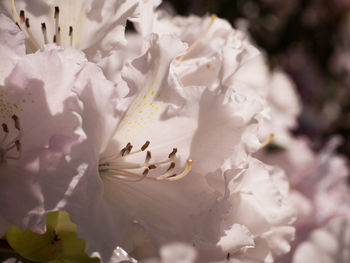 Close-up of white flowering plant