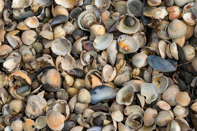 Full frame shot of shells