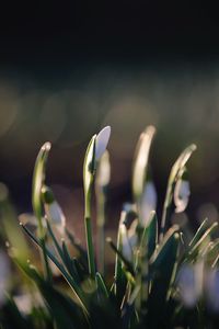 Close-up of plant growing on field