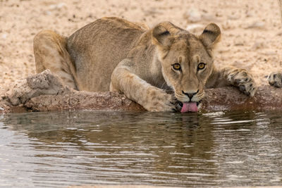 Portrait of lioness drinking water in lake