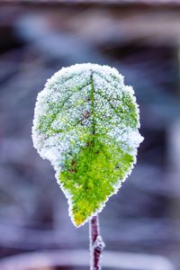 Close-up of frozen plant