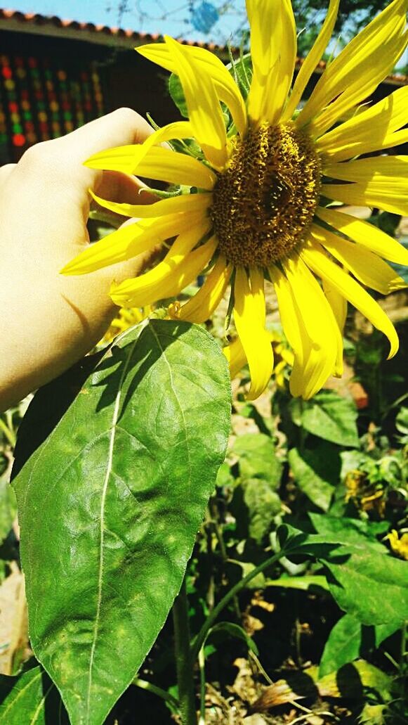 flower, flowering plant, plant, freshness, fragility, vulnerability, growth, flower head, beauty in nature, petal, close-up, yellow, inflorescence, human hand, hand, plant part, nature, one person, leaf, focus on foreground, outdoors, pollen, sunflower, finger