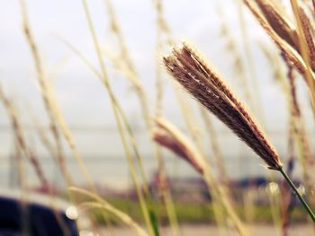 Close-up of wheat growing on field