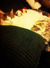 Cat sleeping on bed
