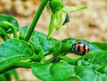 Close-up of insect on plant