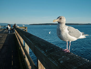 Seagull perching on pier over sea against clear sky