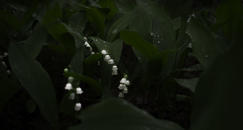 Close-up of water drops on plant