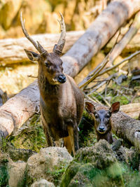 Portrait of deer