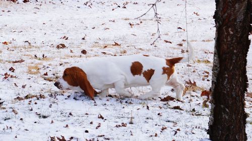 Basset hound walking on snow covered field