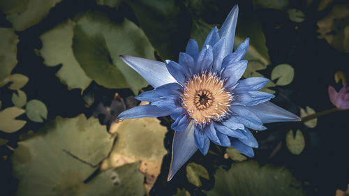 High angle view of purple flowering plant